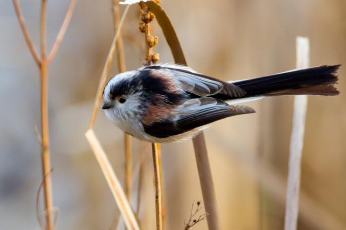 Нина Мерседестің жалаңаш суреті