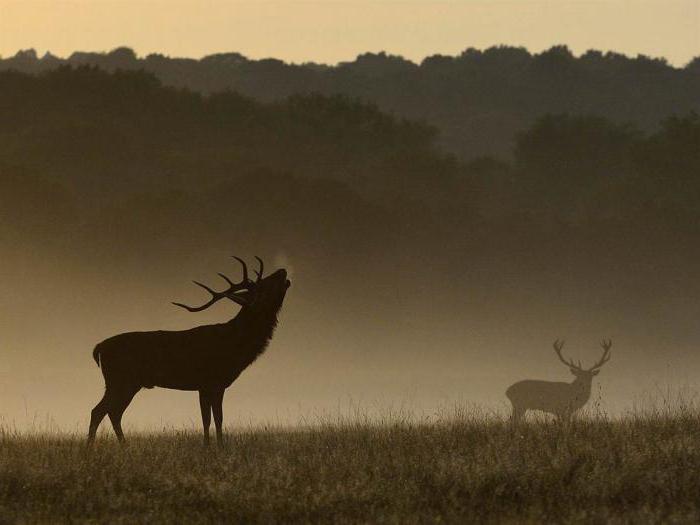 Porno xotinini xojayinga olib keldi