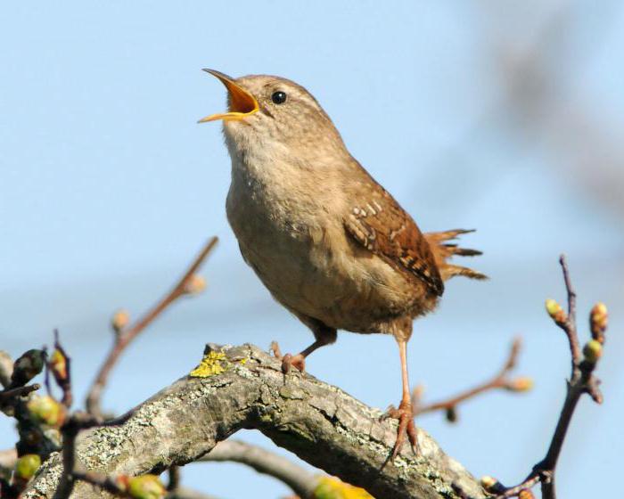 Qizil sochli mushuk Shisha bilan qattiq sikish