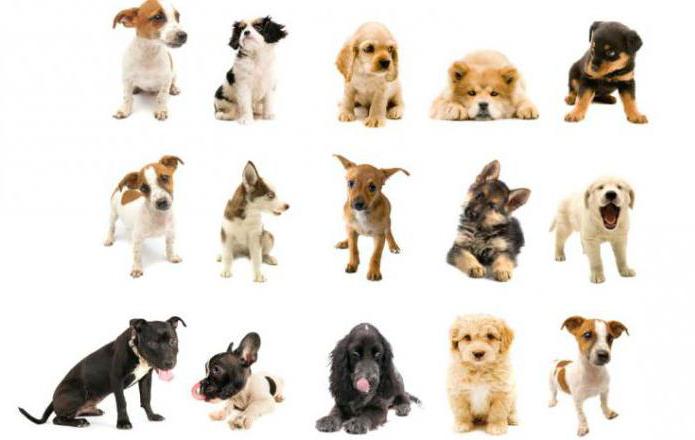 Кең жамбастағы тамаша порно