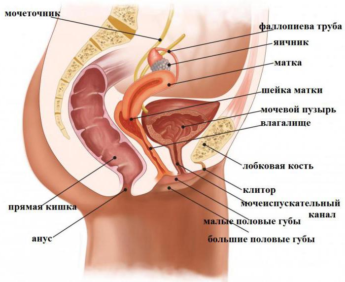 Порно әйелі шлюха рөлін ойнайды