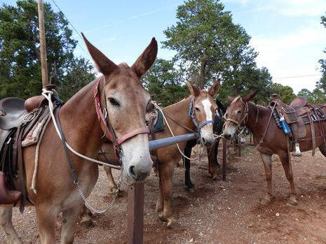 Керемет брюнетка Жанна Кованың қатысуымен өте ыстық порно видео.
