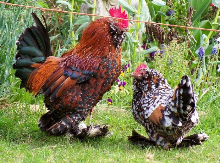 Yalangoch Tanya Protsenko fotosurati