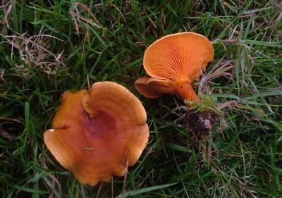 Тропиктегі секс модельдері