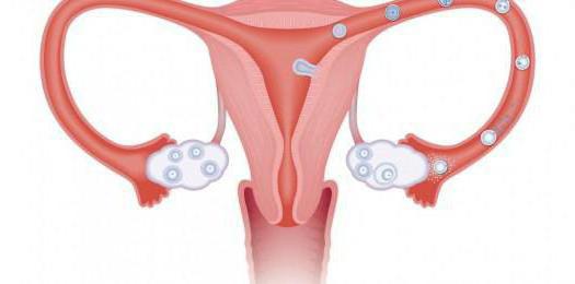 Bachadon klitori fotosurati