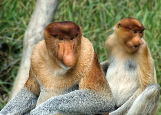 Әйел мен маймыл арасындағы жыныстық қатынас Әйел мен маймыл арасындағы жыныстық қатынас