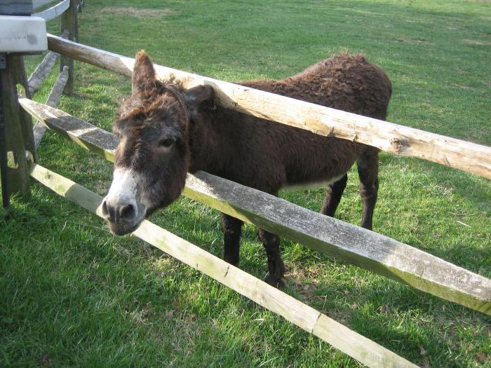 Арық қыздармен жыныстық қатынас