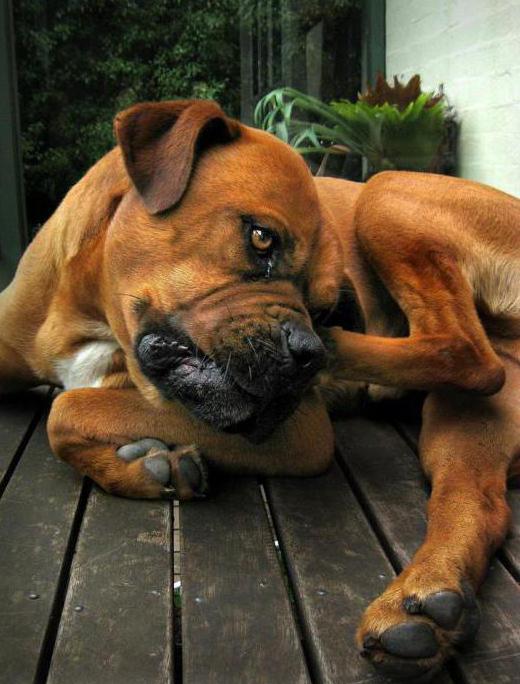 Bau Yang Tidak Menyenangkan Dari Telinga Anjing Menyebabkan