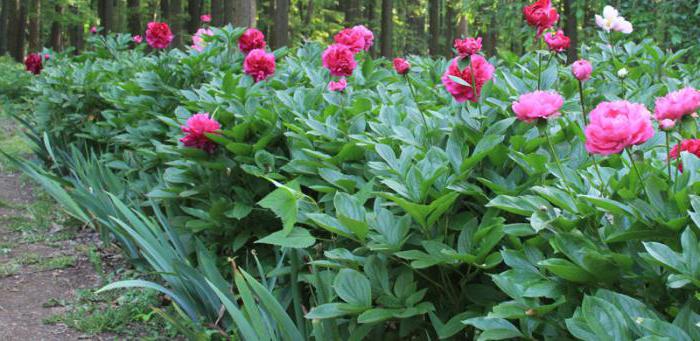 Pivoines dans le jardin