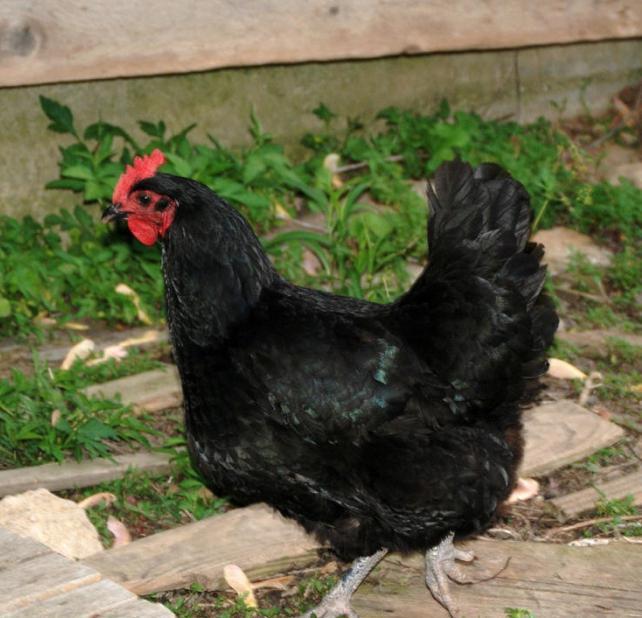 Mast ayolni sikishyapti