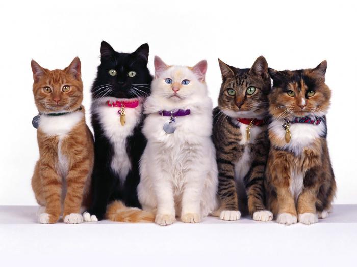 Spesies kucing: anda perlu tahu tentang haiwan kesayangan
