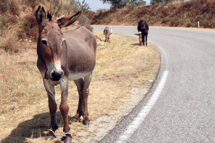 Танысу, махаббат, секс, Минск, Беларусь