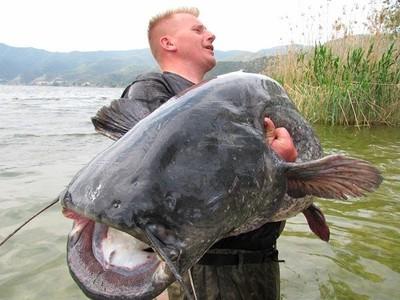 Memancing Pada Ikan Keli Yang Menggigit Dan Di Mana Untuk Menangkapnya