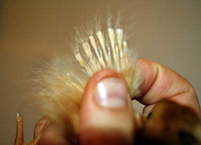 Семіз нудистер бейне