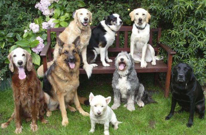 Bagaimana Anda Tahu Umur Anjing Tanpa Kertas Apabila Anjing Itu