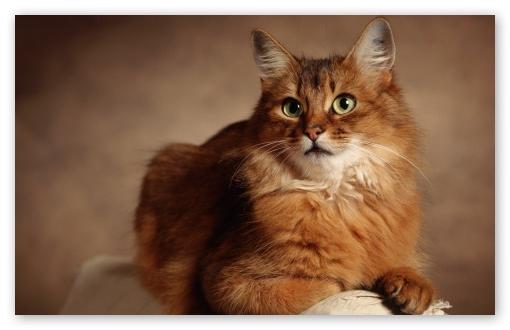 Секциялық чат секс