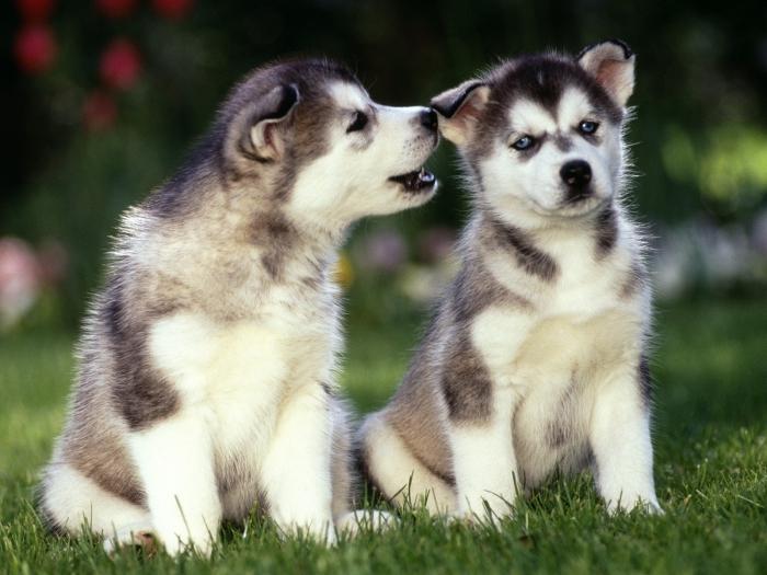 Berapa Banyak Adalah Anjing Husky Cintakan Kebebasan Seperti