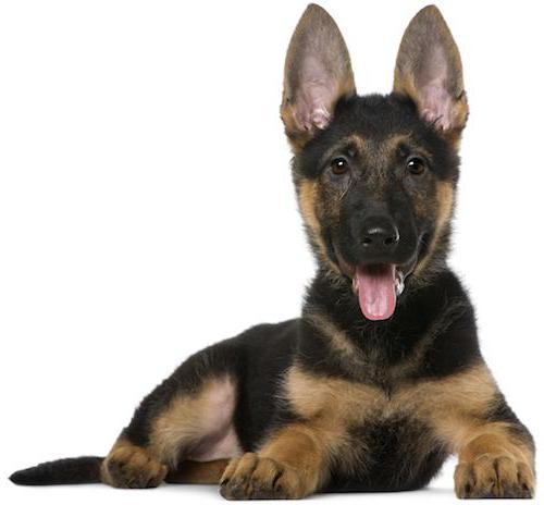 Apabila Mereka Bangun Telinga Jerman Shepherds Tips Kennel