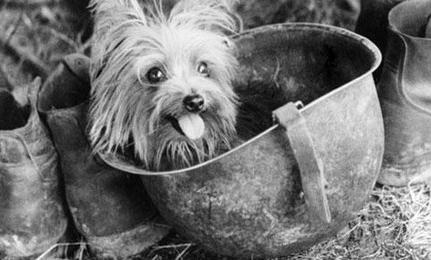 Fakta Yang Menakjubkan Dan Menarik Tentang Anjing