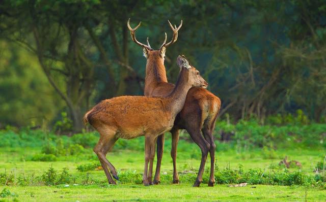 Jinsiy aloqa uy bekalari onanizm bilan shugullanishadi