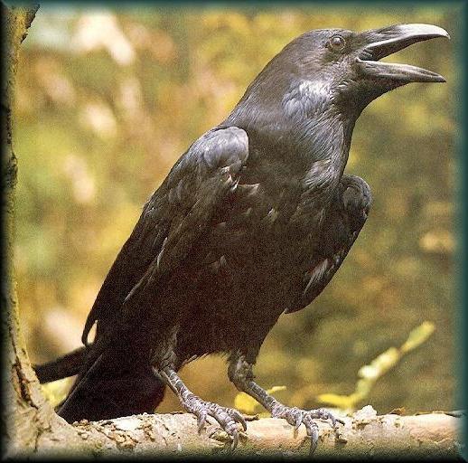 Burung Yang Paling Bijak Apakah Mereka