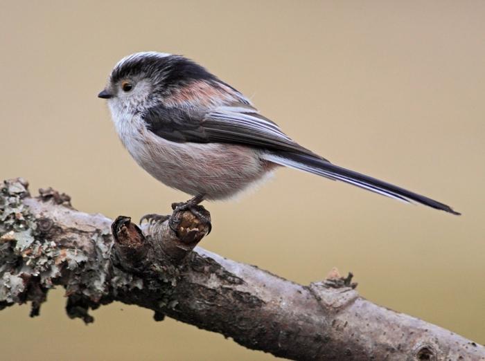 Wanda Vitus онлайн кастинг