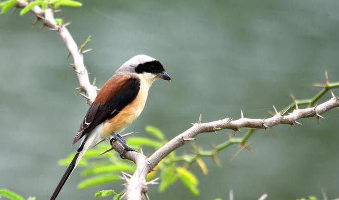 Shrike Red Disokong Shrike Biasa Penerangan Ciri Ciri
