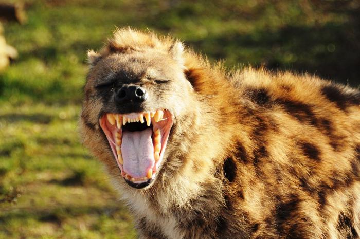 Өзіңді пішіп ал Жергілікті желідегі порно