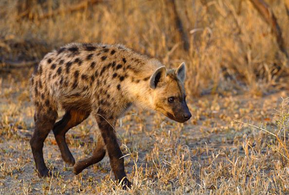 Секс екі жігіт және бір жас қыз Аналергиндегі куннилингус және саусақ жынысы