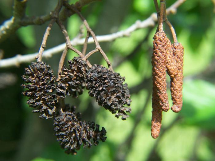 Әйелімнің есектегі үйдегі видеосы бірінші рет Сүйкімді қыздар видео әдемі секс