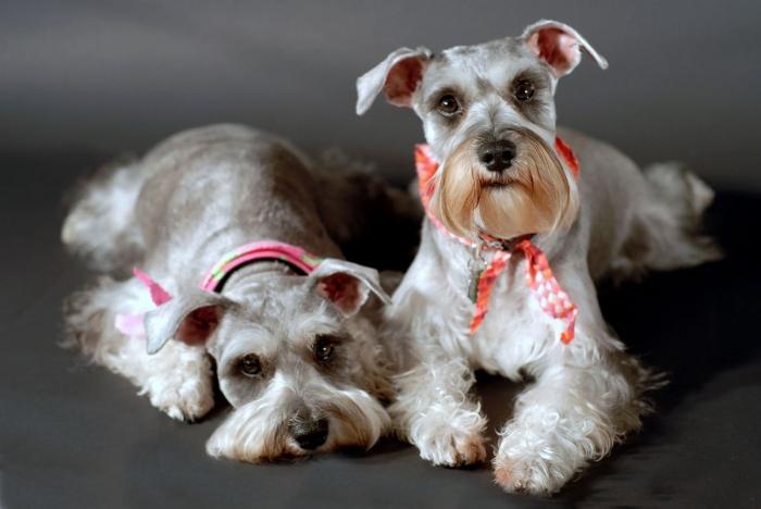 Anjing Cantik Dan Bijak Baka Sederhana