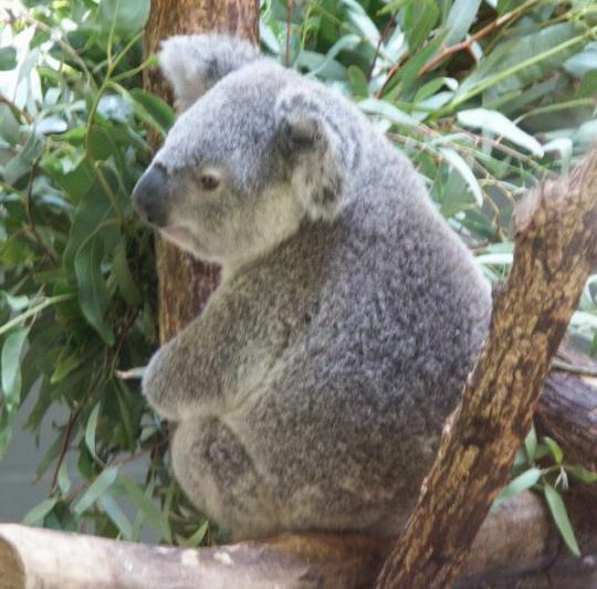 Gdje Radi Koala Opis I Karakteristike Ove Zivotinje