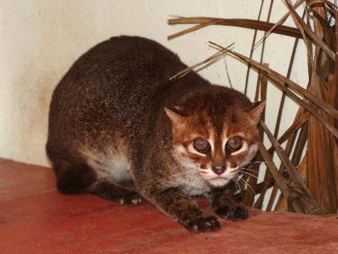 Jinsiy aloqa boshy popu Jinsiy aloqa quvonch keltiradi