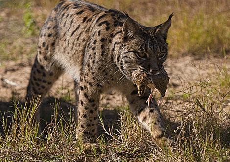 Yoshlarning uylari yalangoch