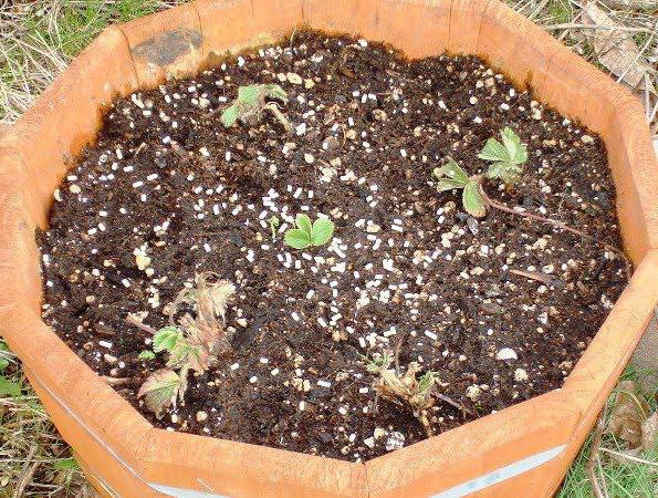 Plantation de pivoine en pleine terre