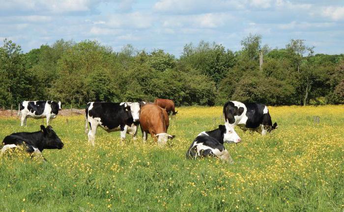 BDSM кеудеге қысылған фотосуреттер Секстегі аналардың майлы есектері