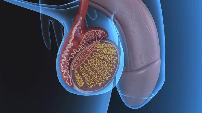 Noyabrsk fohisha telefon raqamlari