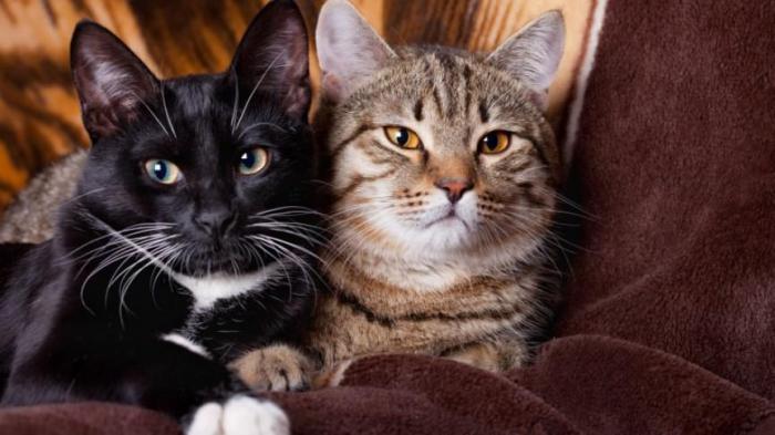 Бос уақыт пен секс үшін қыздар Кискеловодағы үрлемелі порно доп