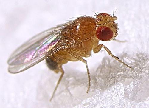 Олар мас ұйықтап жатқан студентті трафиктенеді Витебскідегі интимдік фотосуреттер