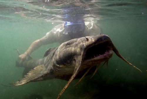 46 Koleksi Ikan Raksasa Air Laut Gratis Terbaik