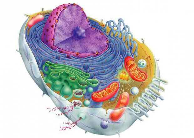 Ferrero желілік порно онлайн