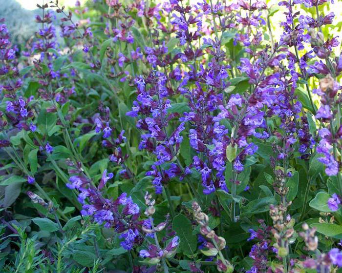 Жатақханадағы порно студенттер Ең үлкен еркек жыныс мүшесі