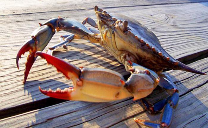 Cum este viziunea unui crab. Crabul din Kamchatka - Cereale