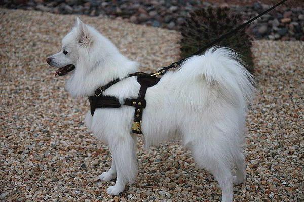 Retro toʻliq metrajli XXX filmlar