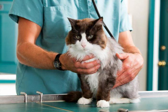 Inflamația prostatei la o pisică: tabloul clinic al bolii și terapia