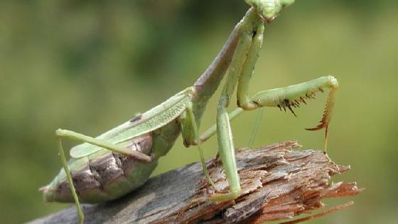 Бейне: Country Chubby (HQ mp4) Үнді әйелдерінің вагинасы