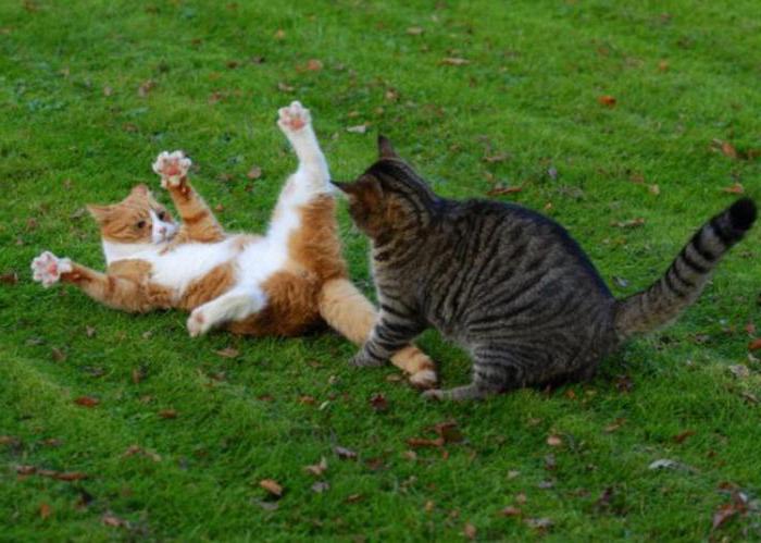 Dunyodagi eng chiroyli jinsiy aloqa