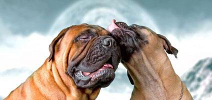 Porno qopol ona qizining yotoqxonasiga kirib, yaladi Erotik massaj sher