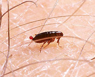 这是真的 在猫身上的跳蚤传染给人