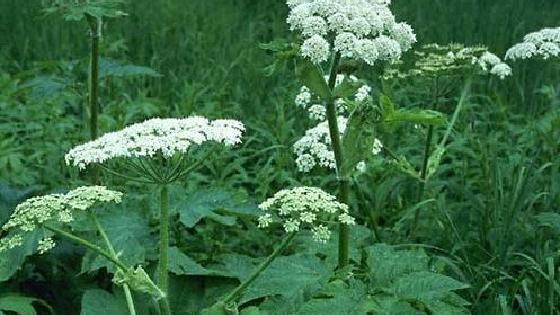 Желіде мұғалімнің жазалаған қыздардың порносы